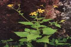 Senecio grahamii